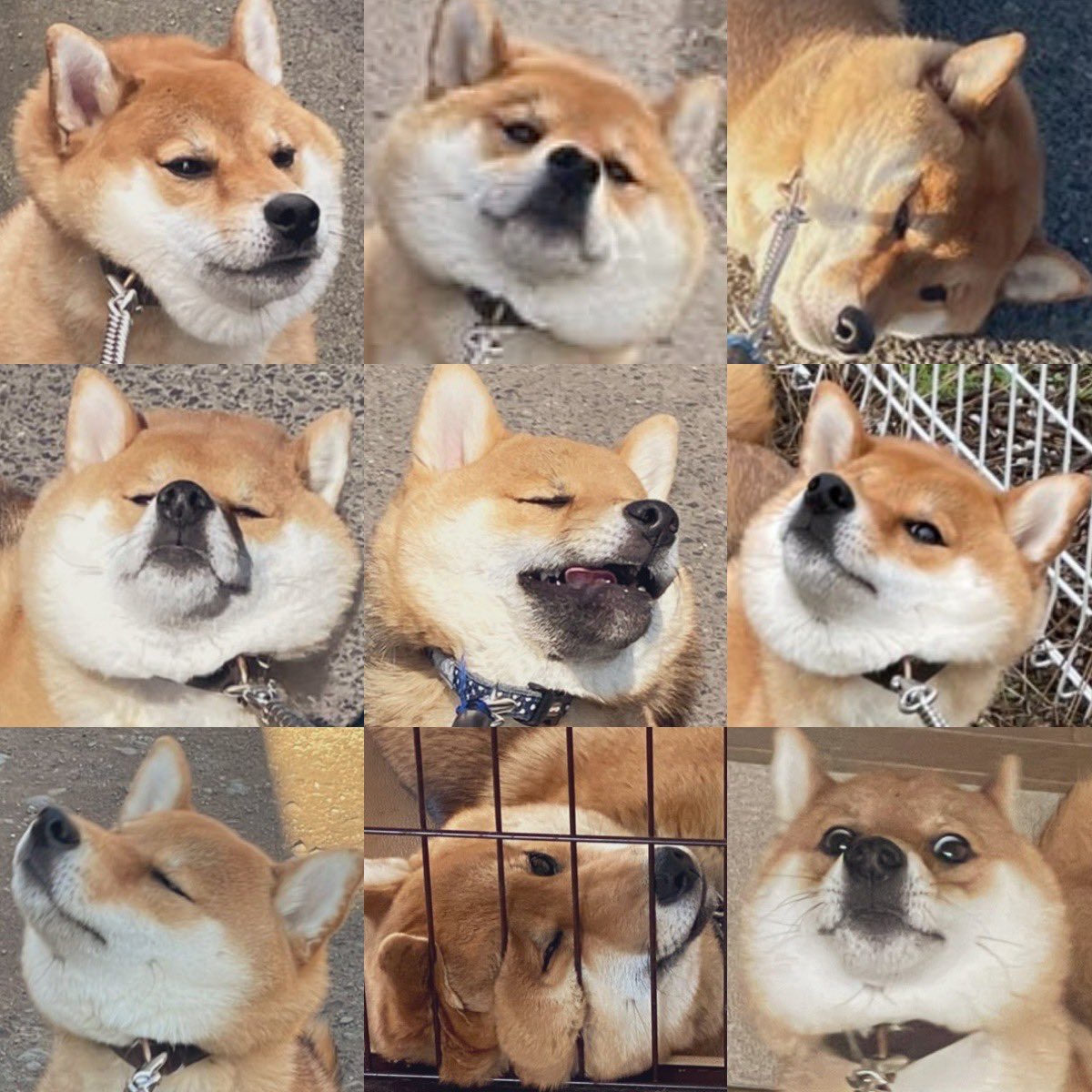 様子のおかしい犬 tweet media