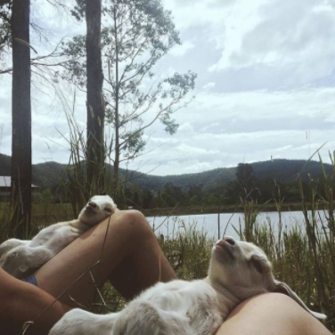 JoinSleepClub's tweet image. Baby goat siesta time! 🐐💤 #GoatNapGoals

@lunya