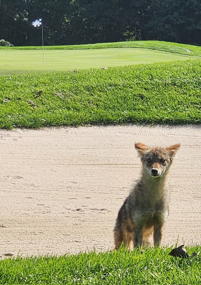 @PGA Young coyote in the Boogie Down Bronx. #PelhamBayPark