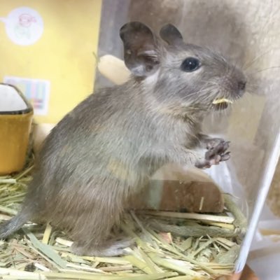 #新しいプロフィール画像