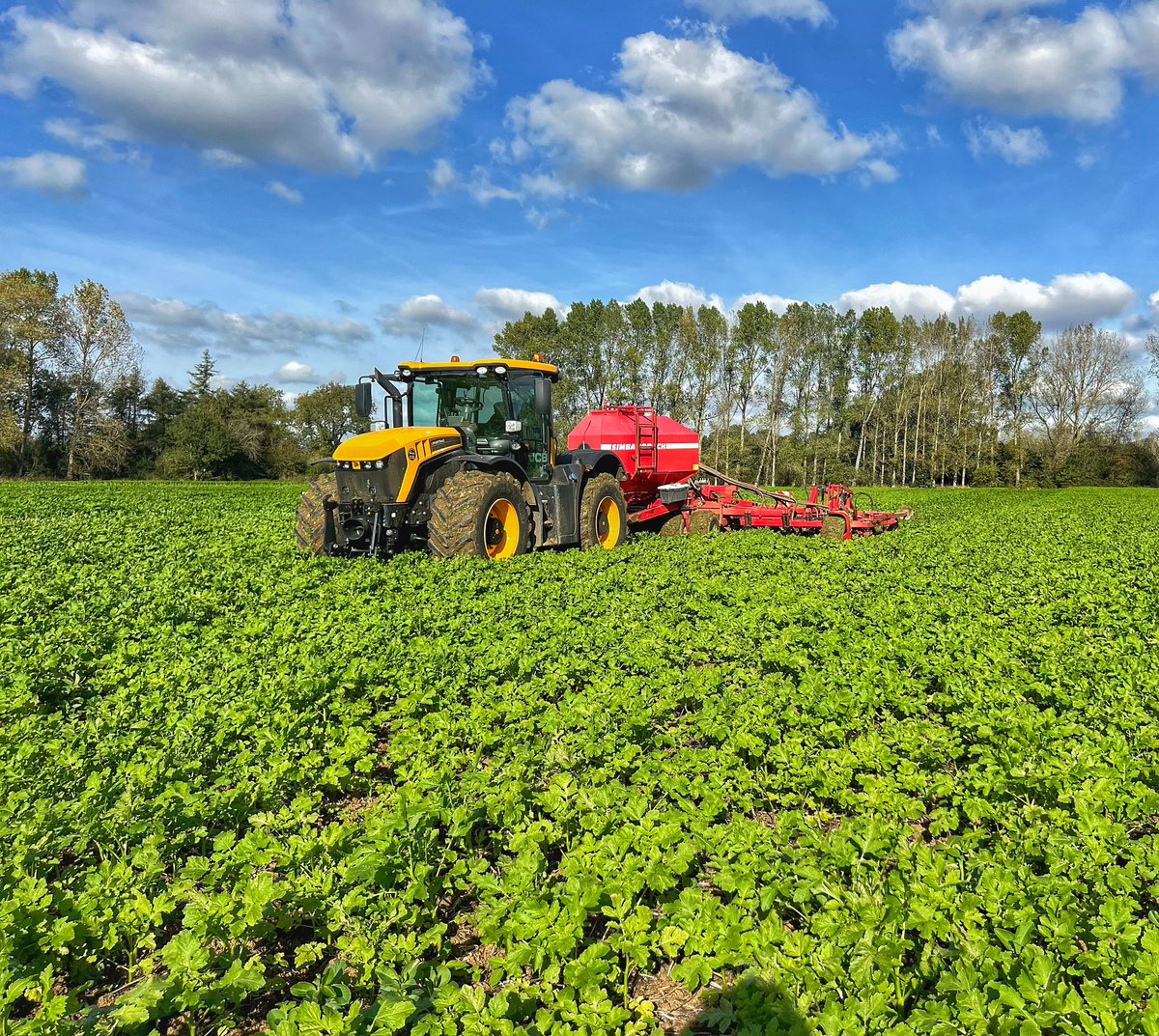 Drilling @KWSUKLtd Extase winter wheat into a catch crop of mustard 🚜☀️ @HORSCHUK