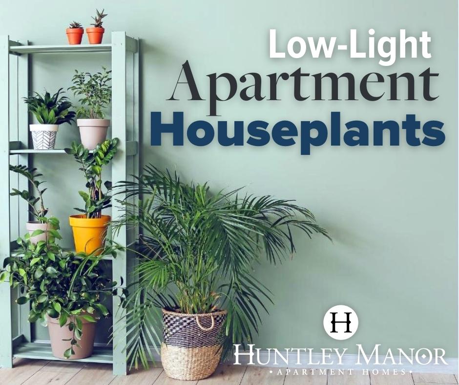 🌿🪴 Brighten your apartment with low-light plants! 🏡 
Discover the top choices for your indoor oasis. 🌟🏞️
👉 Read more: bit.ly/3RUiq70
#HouseplantsForApartments #IndoorPlants #HuntleyManor🌲🌳