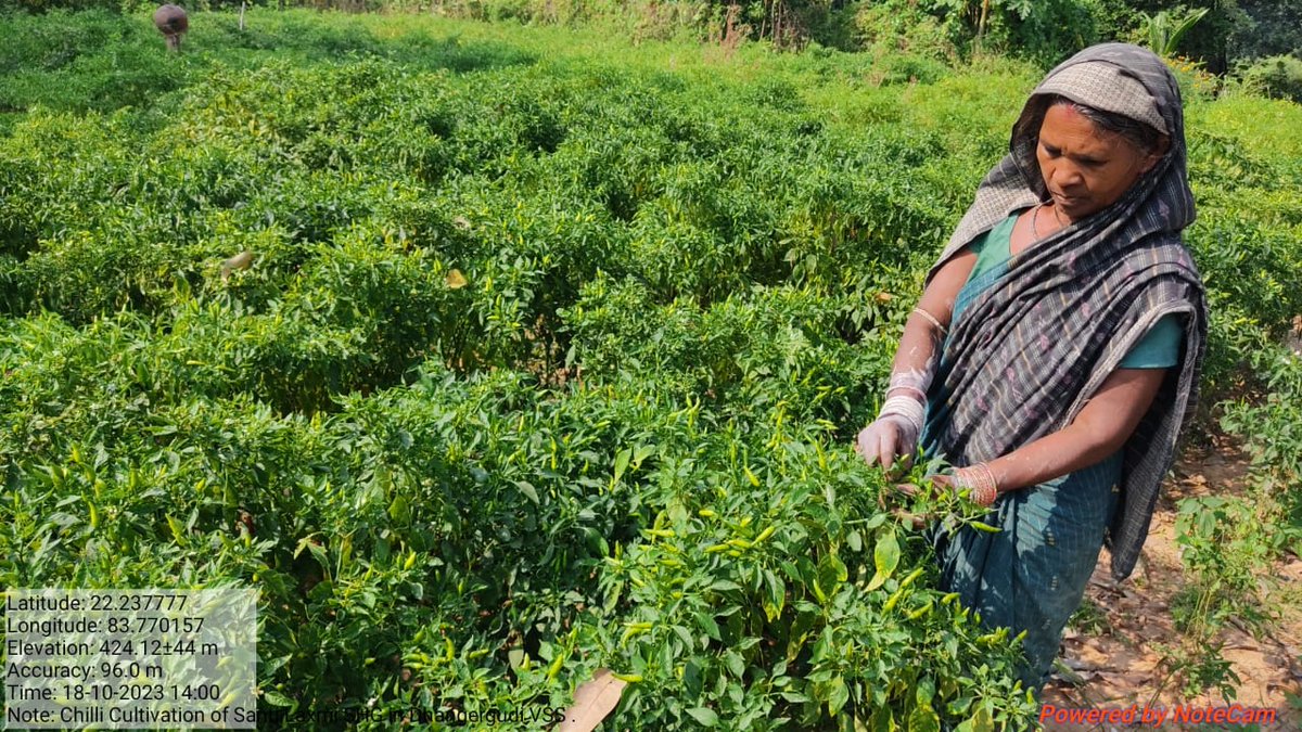 DfoSundargarh's tweet image. Chilli &amp;amp; Brinjal cultivation done by ShantiLaxmi SHG using Revolving Fund under #OFSDP-II in 0.5 Ac in Dhangergudi VSS under Lephripara FMU, Sundargarh DMU.
#Convergence
@CMO_Odisha @MoSarkar5T @ForestDeptt @pccfodisha @DMSundargarh  @pradeepmirase @SATTVIC_SOUL @SoumyaMarineWL