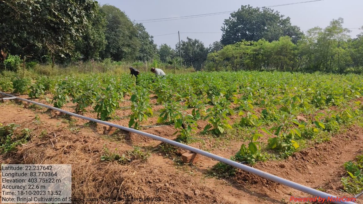 DfoSundargarh's tweet image. Chilli &amp;amp; Brinjal cultivation done by ShantiLaxmi SHG using Revolving Fund under #OFSDP-II in 0.5 Ac in Dhangergudi VSS under Lephripara FMU, Sundargarh DMU.
#Convergence
@CMO_Odisha @MoSarkar5T @ForestDeptt @pccfodisha @DMSundargarh  @pradeepmirase @SATTVIC_SOUL @SoumyaMarineWL