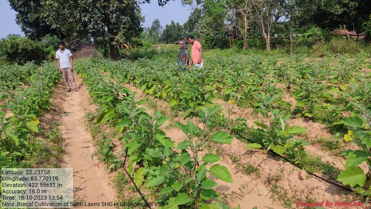 DfoSundargarh's tweet image. Chilli &amp;amp; Brinjal cultivation done by ShantiLaxmi SHG using Revolving Fund under #OFSDP-II in 0.5 Ac in Dhangergudi VSS under Lephripara FMU, Sundargarh DMU.
#Convergence
@CMO_Odisha @MoSarkar5T @ForestDeptt @pccfodisha @DMSundargarh  @pradeepmirase @SATTVIC_SOUL @SoumyaMarineWL