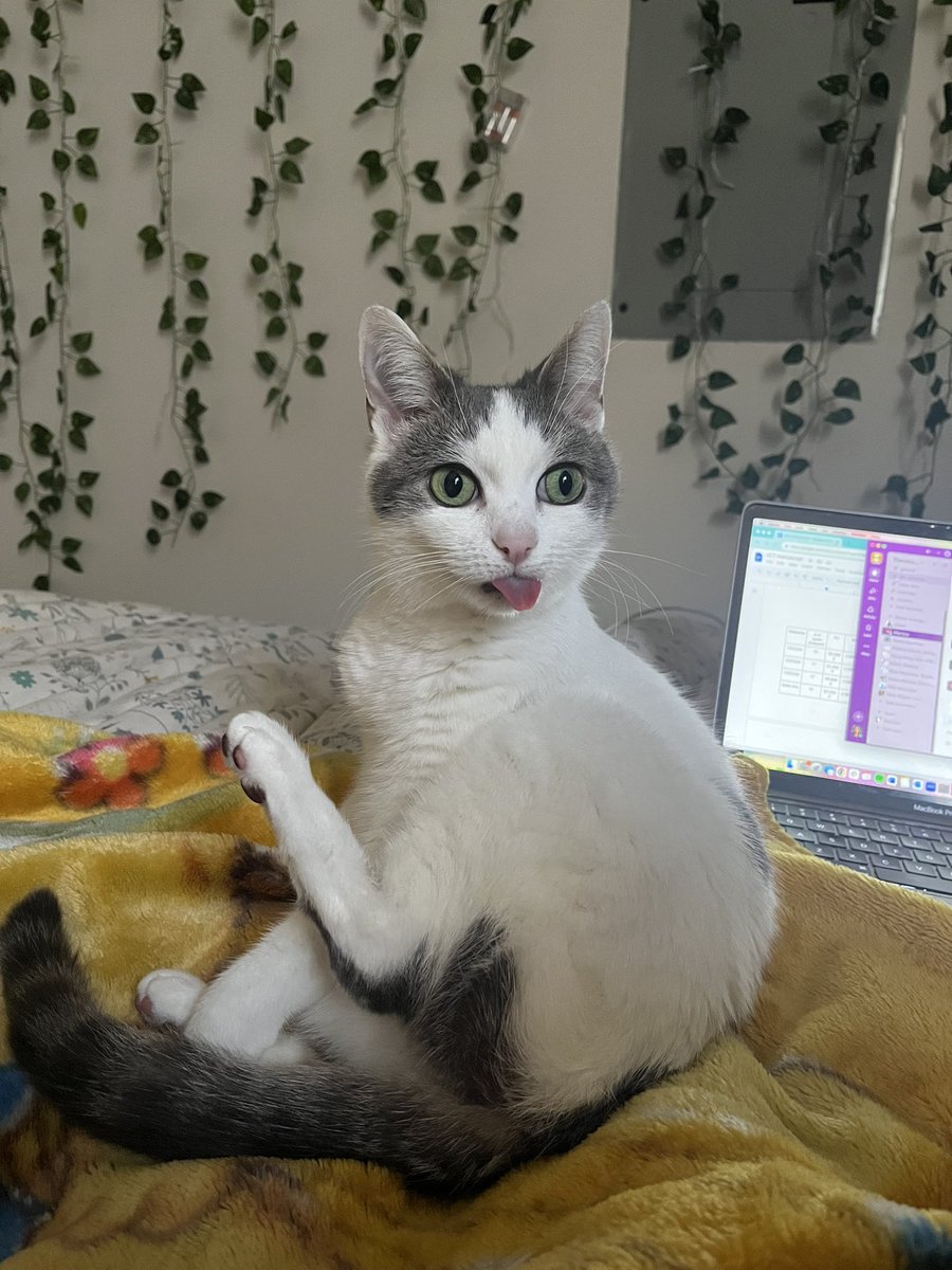 Moe Mijjum tweet media