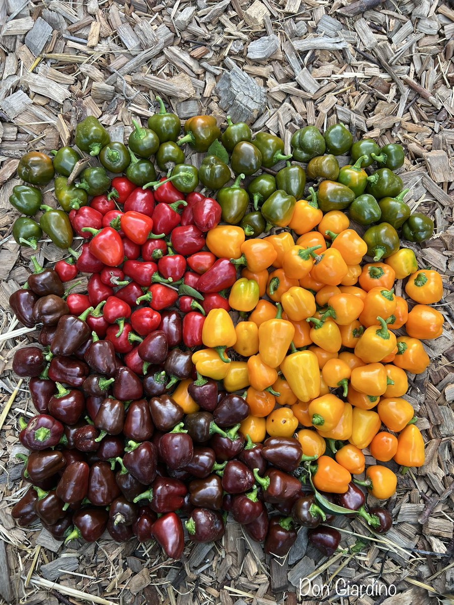 DonGiardino's tweet photo. Es bleibt bunt und hiermit sind auch die letzten Kirschpaprika Tricolore abgeerntet. Übrigens ist seit 2022 eine neue Farbvariante dazugekommen, Olivegrün, die muss aus einer Einkreuzung der braunen und gelben entstanden sein und hat manchmal noch gelbliche Nuancen. https://t.co/540jEe8WrG