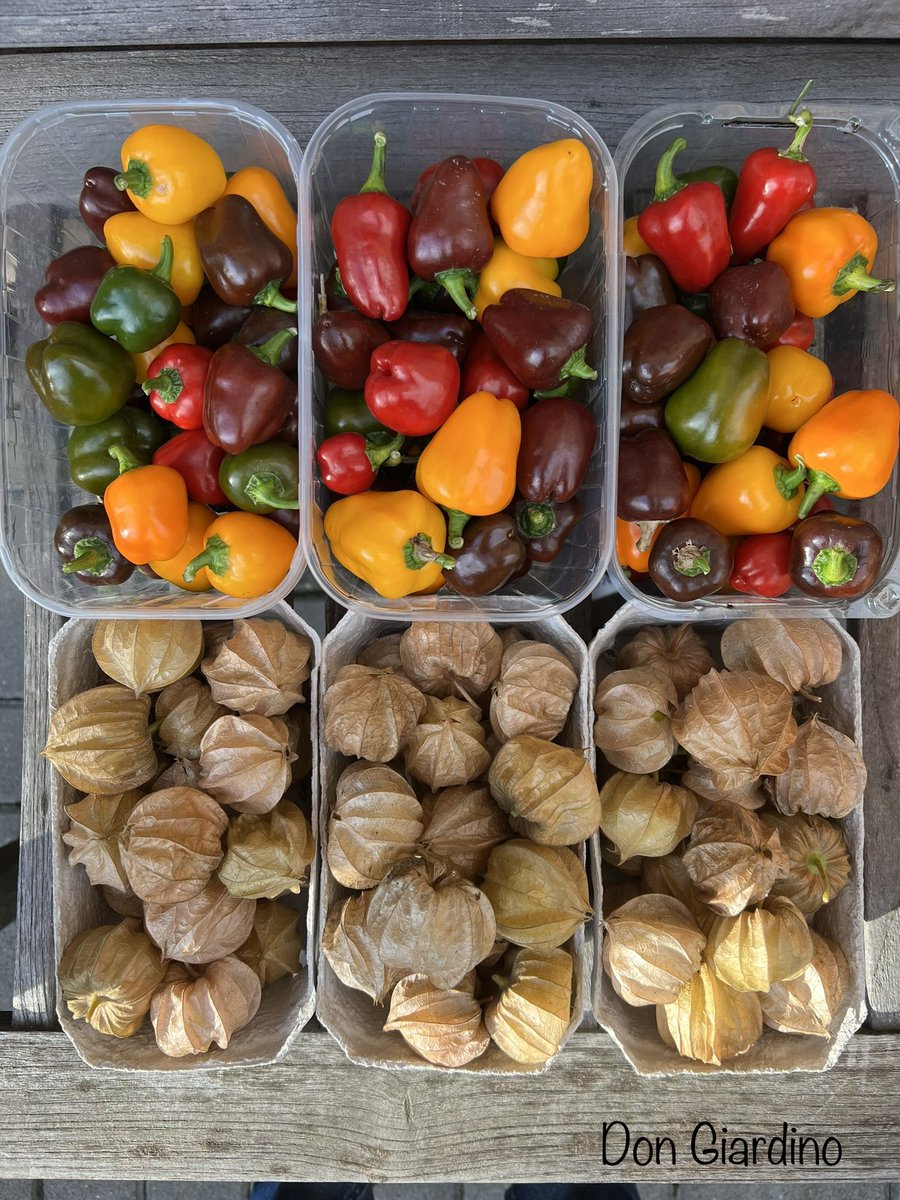 DonGiardino's tweet photo. Es bleibt bunt und hiermit sind auch die letzten Kirschpaprika Tricolore abgeerntet. Übrigens ist seit 2022 eine neue Farbvariante dazugekommen, Olivegrün, die muss aus einer Einkreuzung der braunen und gelben entstanden sein und hat manchmal noch gelbliche Nuancen. https://t.co/540jEe8WrG
