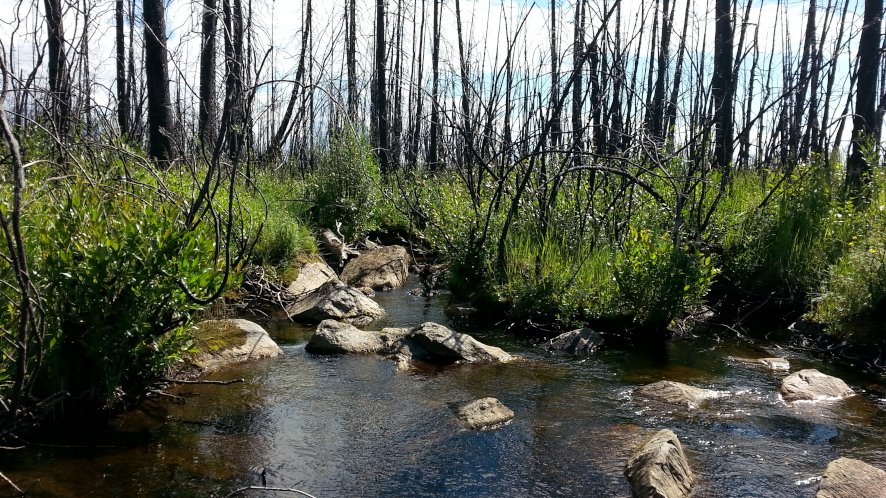 New paper on how wildfire affects the transport of dissolved carbon, nutrients and mercury in boreal regions with permafrost. Great job Ryan et al.! #climate #carbon #wildfires scottycreek.com/media/document…