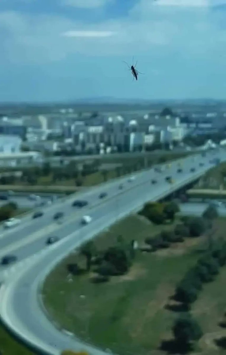 linkheim_com's tweet photo. The latest #AI that #X implemented!
If you like a post with #static #PNG, the ai tries to convert it automatically to #MOV file.
In this example the #mosquito will fly off the window!
Fascinating! https://t.co/5MW2vwZvOr