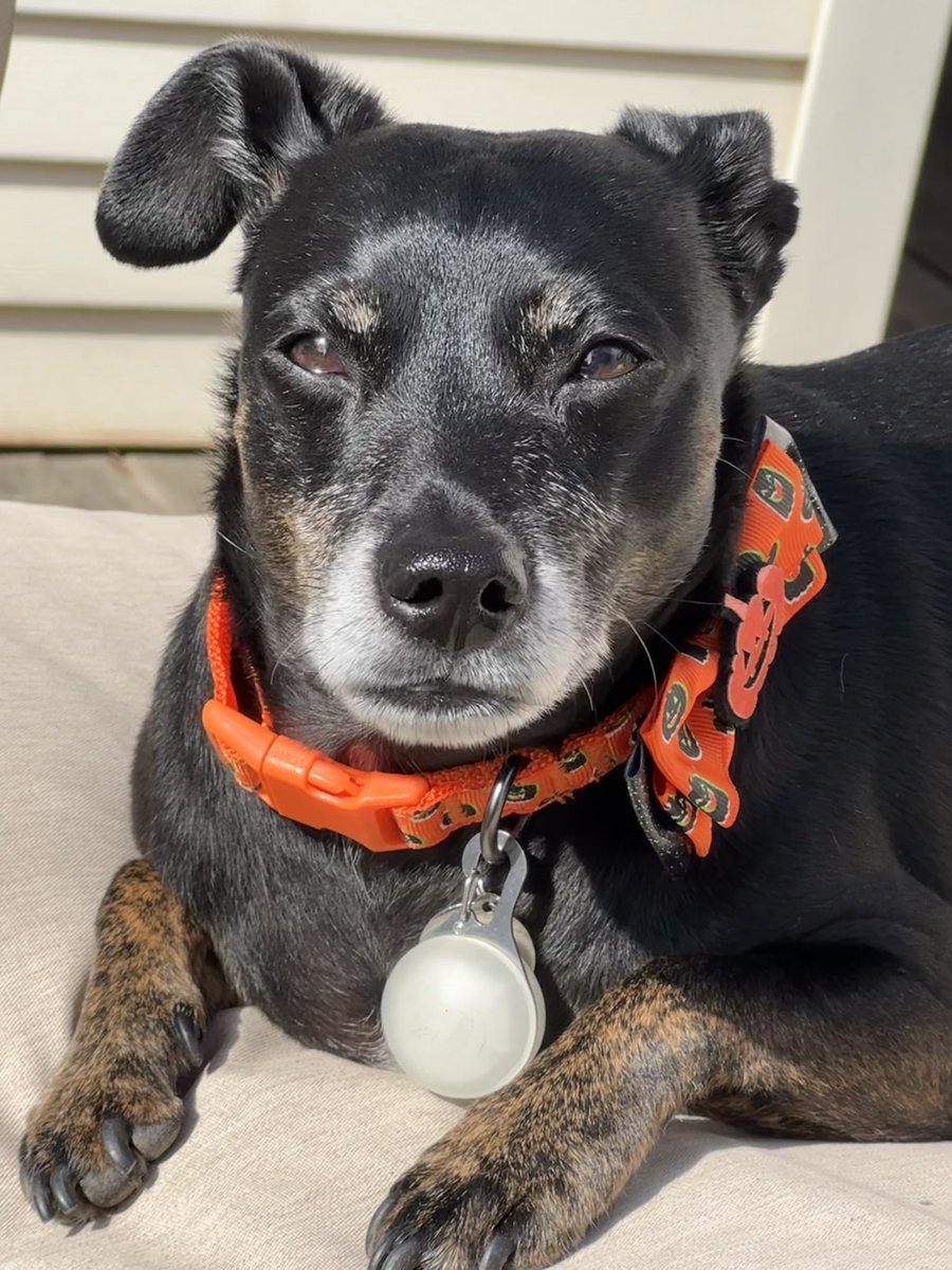 kristinabchi1's tweet image. Enjoying a sunny, warmish October day #chipin #lookingdapper @PhilStandard