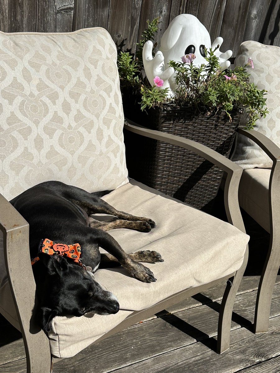 kristinabchi1's tweet image. Enjoying a sunny, warmish October day #chipin #lookingdapper @PhilStandard