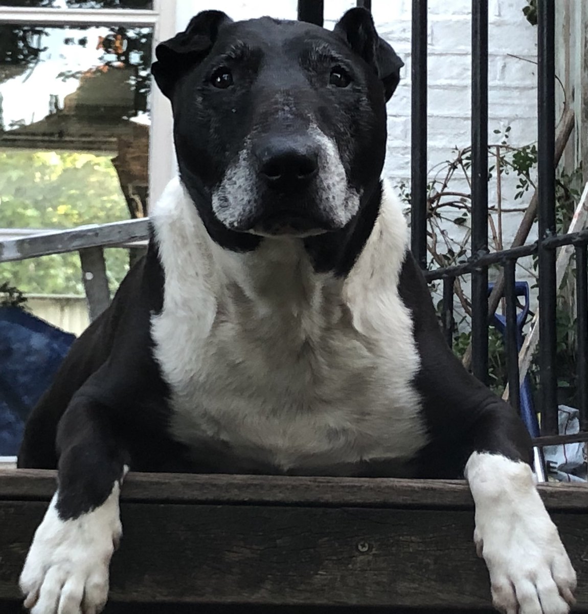 Lissa Evans tweet media