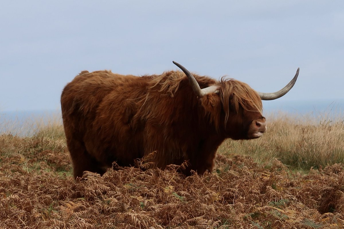 With their thick insulating coats the Highland cattle on #Lundy are able to tolerate the blustery winter months. You’ll find them on the plateau between Quarter & Halfway walls #steers #rust #Highlandcows #farming #Autumn