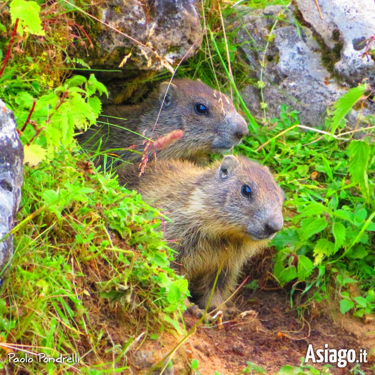 AsiagoIt's tweet photo. Brr... con questo freschetto noi ce ne andiamo in #letargo! 😊 La tana ce la siamo preparata... e ora qualche mesetto di nanna non ce lo toglie nessuno! Parola di giovane #marmotta! 😉
Foto Monte Forno, agosto 2023
#Asiagoit #altopianodiasiago #montagna https://t.co/15YqO0bHhf