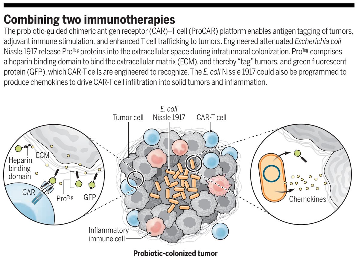 A new probiotic-guided CAR-T platform uses engineered bacteria to infiltrate and produce synthetic antigen targets, enabling CAR-T cells to find, identify, and destroy tumor cells in situ. 📄: scim.ag/4vh #SciencePerspective: scim.ag/4vi