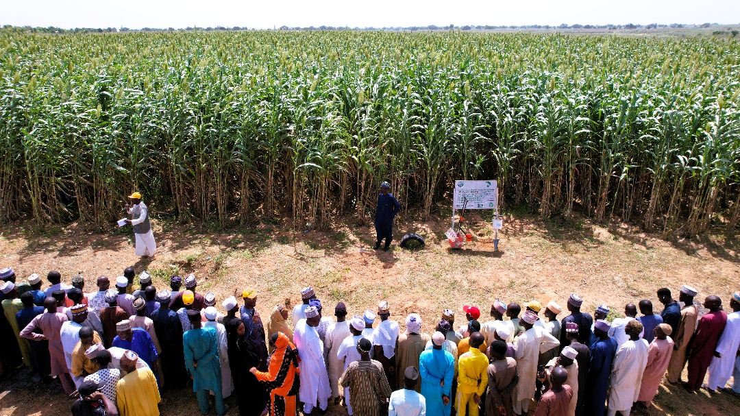 NigeriaSasakawa's tweet photo. Today marked the last of 4 #KSADP Maga field days conducted in 4 locations across Kano state. 350-500 farmers attended each event to engage with technical staff to understand the productivity technologies promoted on the #FLPs. Funded by @isdb_group & @LLF_fund https://t.co/t3aoYoRDKK