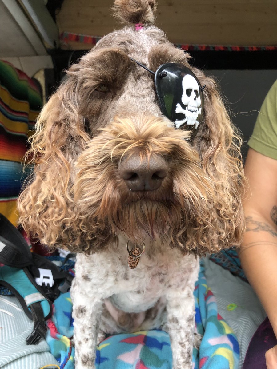 Arrrrrrrrr ye ‘appy tis hump day? I arrrr. #AniAdventures #Cockapunk