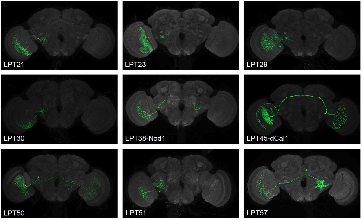 Michael Reiser | michaelreiser.bsky.social (@michaelbreiser) on Twitter photo please consider scanning our latest manuscript from Arthur Zhao (<a href="/whoisthecell/">TrendByArdıçlı</a>), which is essentially a love letter to the beautiful Lobula Plate Tangential neurons in 𝘋𝘳𝘰𝘴𝘰𝘱𝘩𝘪𝘭𝘢, many years in the making: biorxiv.org/content/10.110… please consider scanning our latest manuscript from Arthur Zhao (<a href="/whoisthecell/">TrendByArdıçlı</a>), which is essentially a love letter to the beautiful Lobula Plate Tangential neurons in 𝘋𝘳𝘰𝘴𝘰𝘱𝘩𝘪𝘭𝘢, many years in the making: biorxiv.org/content/10.110…