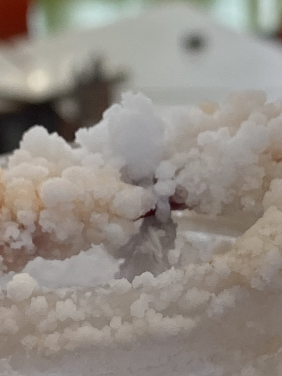 WfaYear5's tweet photo. Hazel learning zone made salt crystals. We noticed how much of our supersaturated solution had evaporated and the structure of the crystals. #wfascientists @Cabotfederation https://t.co/pVVMMNZvi4