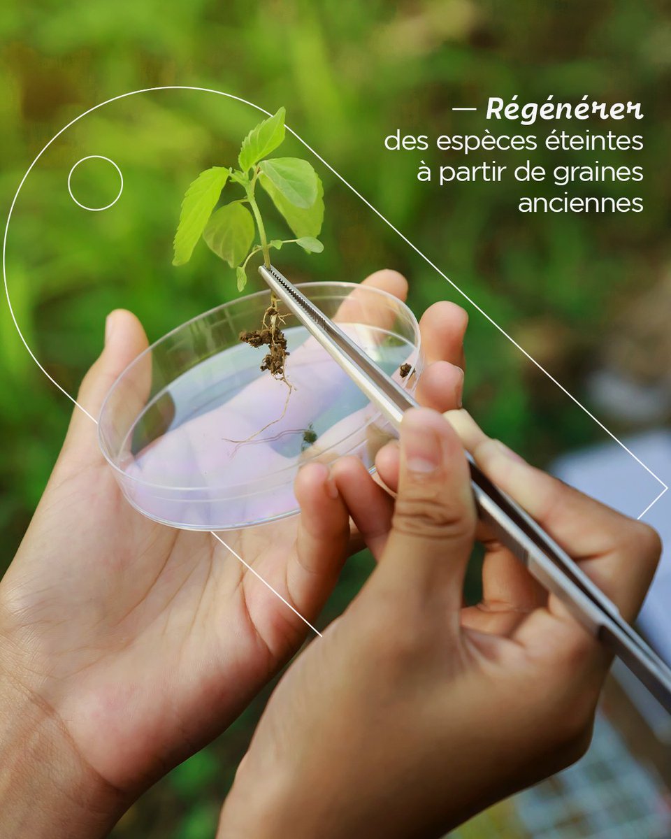 Le végétal est une source fabuleuse d'espoir 💚 Soutenu par Klorane Botanical Foundation, le Conservatoire Botanique National de Brest se défie de réintroduire des espèces disparues dans leur habitat naturel. Comment ? En régénérant des plantes éteintes à partir de graines