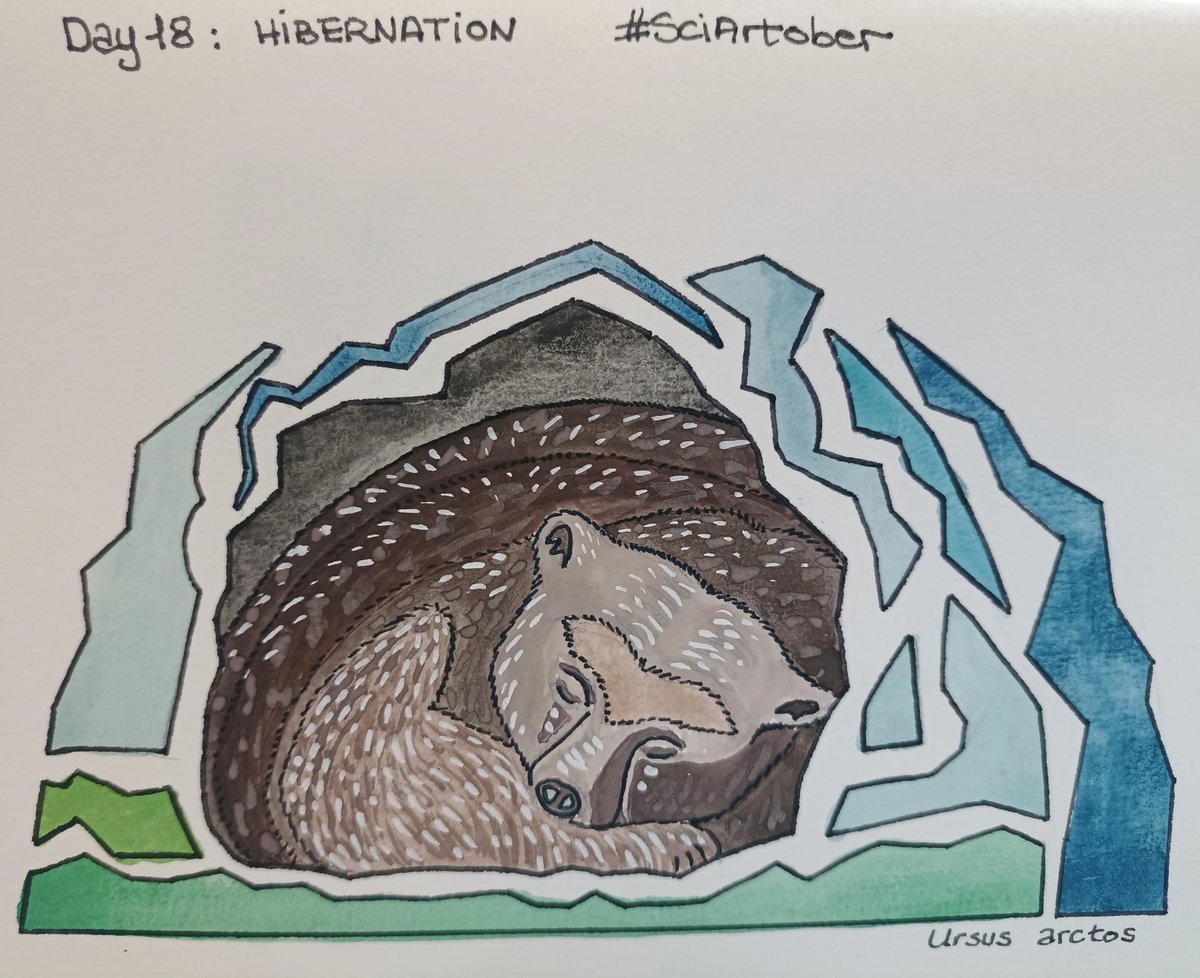 #SciArtober Day 18: Hibernation #osopardo