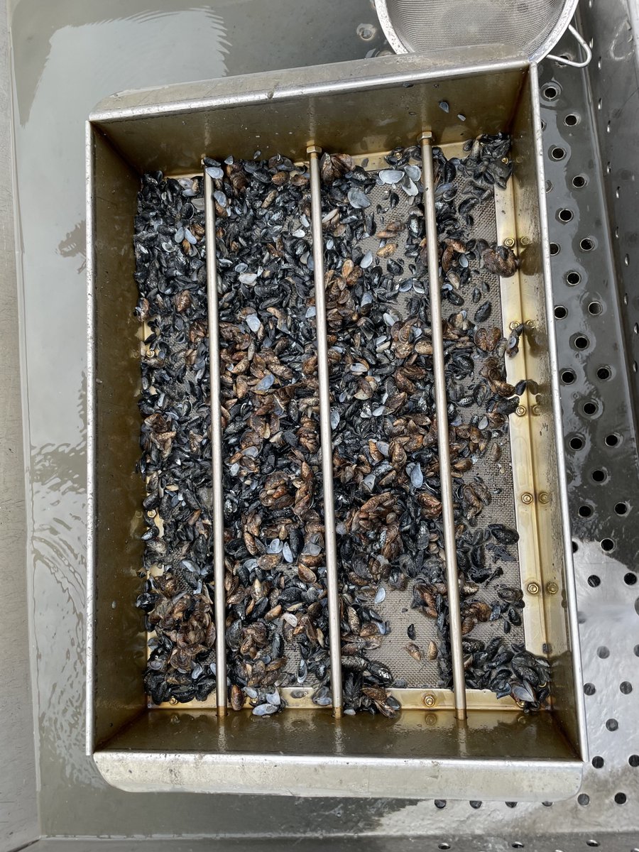 <a href="/DieMaus/">Maustria</a> macht Wissenschaftler:innen! ❤️

Hier Mausfans/Forschende der LUBW, <a href="/UniKonstanz/">Universität Konstanz</a> und <a href="/EawagResearch/">Eawag</a> Heute im Einsatz auf dem Bodensee für das Monitoring der invasiven #Quagga Muschel.