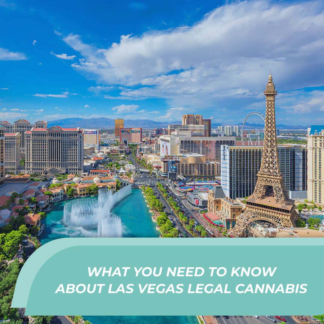 TeamReepher's tweet image. In light of the legalization of cannabis in Las Vegas, it's crucial to possess a comprehensive grasp of the regulations and rules concerning this widely-used substance.

Learn what you need to know here: bit.ly/47bJx1V