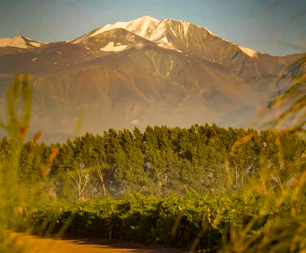 Recomendación de lectura #LetrAAS, edición 72

🔸”Reflejando el lugar a través de la biodinámica”

Chakana Wines busca respetar el terruño con prácticas precisas y sustentables.

Leé la nota acá 👉 bit.ly/BodegaChakana

📲 Suscribite al newsletter en aasommeliers.com.ar.