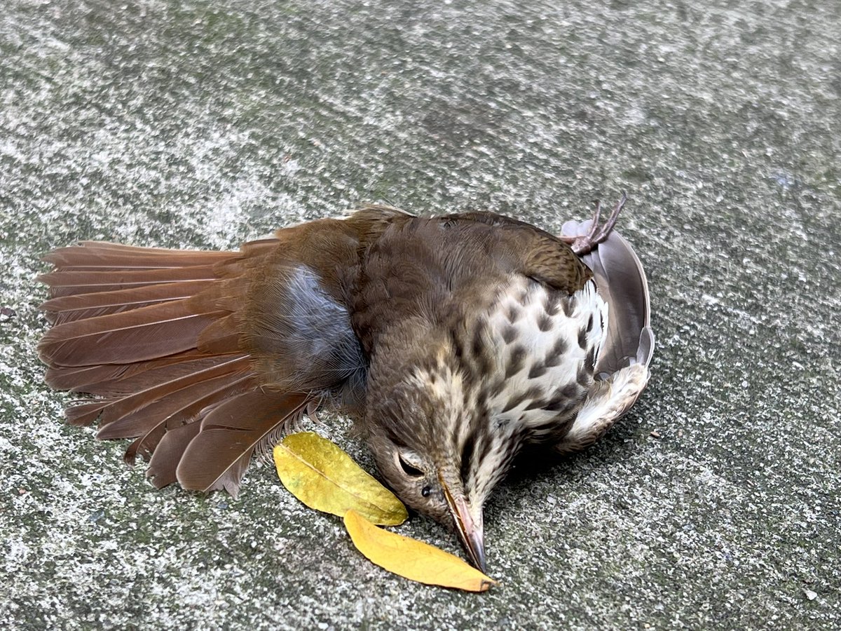 This Hermit Thrush was another victim of Circa Central Park this morning…