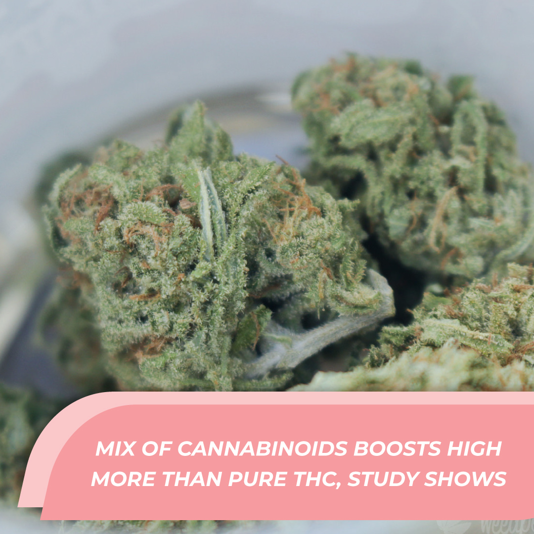 TeamReepher's tweet image. A new study suggests that the "entourage effect" theory is supported by findings that cannabis products containing a more diverse array of natural cannabinoids produce a stronger, longer-lasting psychoactive experience compared to products with pure THC.

bit.ly/46NuUkQ