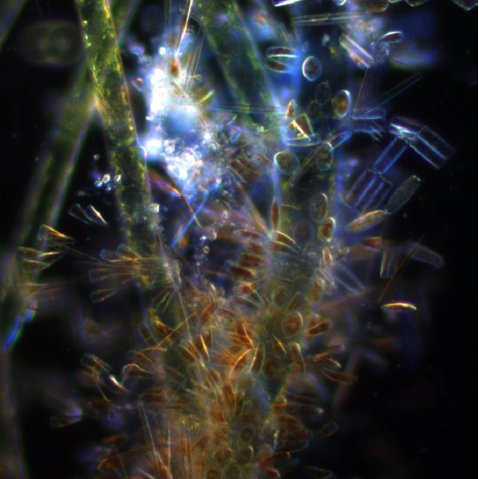 Using diatom DNA metabarcoding for stream monitoring and indicator development.
Join us Tues Oct 24! Webinar by Nathan Smucker, U.S. EPA
diatoms.org/news/diatom-we…
10AM (mountain US and Canada)
11PM (central US and Canada)
12PM (eastern US and Canada)
18:00 Central European Time