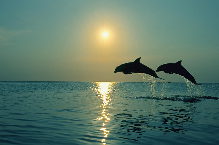 SUMMONING DOLPHINS

A scientist discovers the key to communicating with dolphins...  And needs to keep it a secret from everyone as a deadly threat imperils the Eastern Seaboard.

#ScreenPit #Fea #SFi #Ad #Th
#PG13 
#WrWo
#Cov #ISA