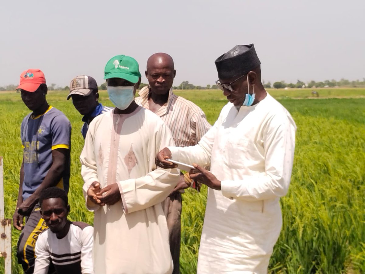 NigeriaSasakawa's tweet photo. Elsewhere in Majiya Village, Auyo LGA, Our EAs and Community-based facilitators have hosted the community farmers to a Mini Field day at a rice demonstration plot. Our technologies are increasing crop productivity and bringing prosperity to farmers.  Funds by @NipponZaidan https://t.co/kHJgb6v1qm