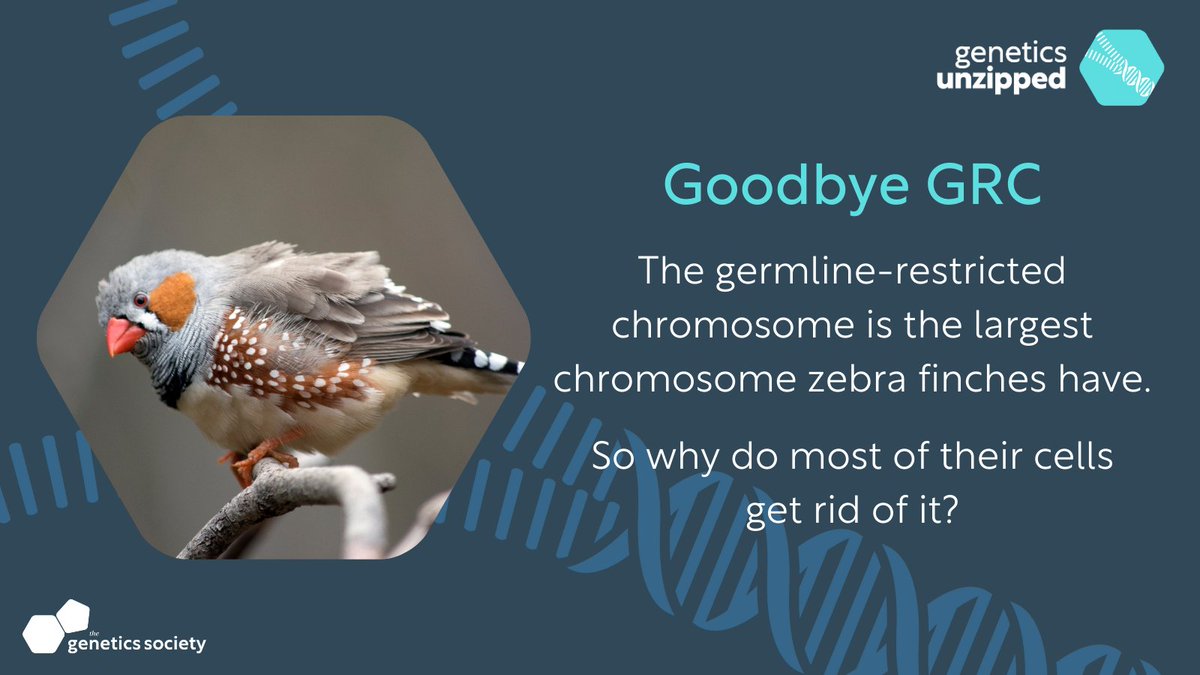 Scientists thought the zebra finch genome was nothing out of the ordinary.

But that was because they only sequenced muscle tissue from a male bird.

When they looked at both sexes, they found a huge chromosome had gone missing.

Find out more: geneticsunzipped.com/blog/2023/10/1…