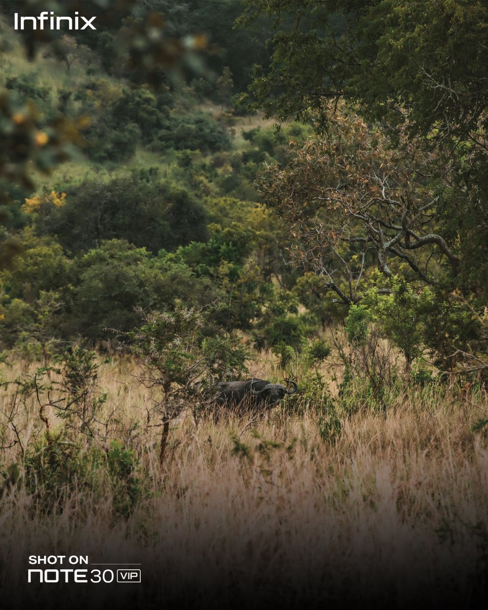 infinixrwanda's tweet image. Guess and Win! 🎁
Be one of the top three to correctly guess the animal in the picture and the smartphone camera's megapixels that captured it to win. The top three winners will be selected based on the highest number of likes. #Note30Series #ExclusivePriceDrop