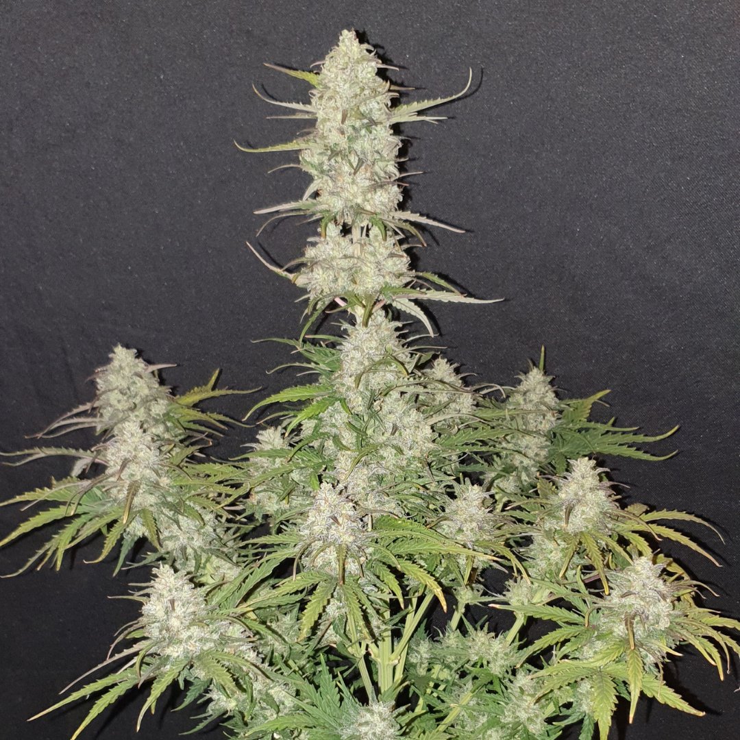 THC Bomb Auto - Day 58 💣

One of the entries in our 2023 Welly Boot Competition on autoflower.org

📷 The Dalai Farmer

#bombseeds #thcbomb #autoflower #thc #cannabiscommunity