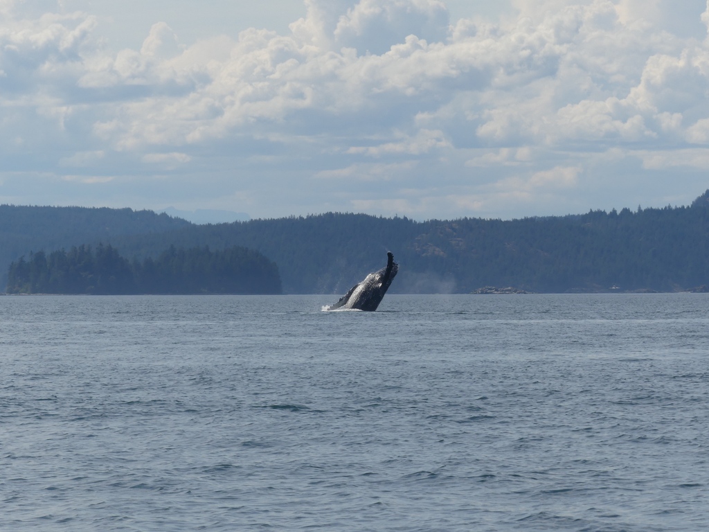Whale, whale, whale, look who's giving us a little wave! Can you spot this majestic creature swimming in our waters? Share your favorite whale-watching stories below! 🌊🐋 #humpback #humpbackwhale #whale #whalewatching #boat #boating #wildanimal #waterlust #ocean #sea #sealife