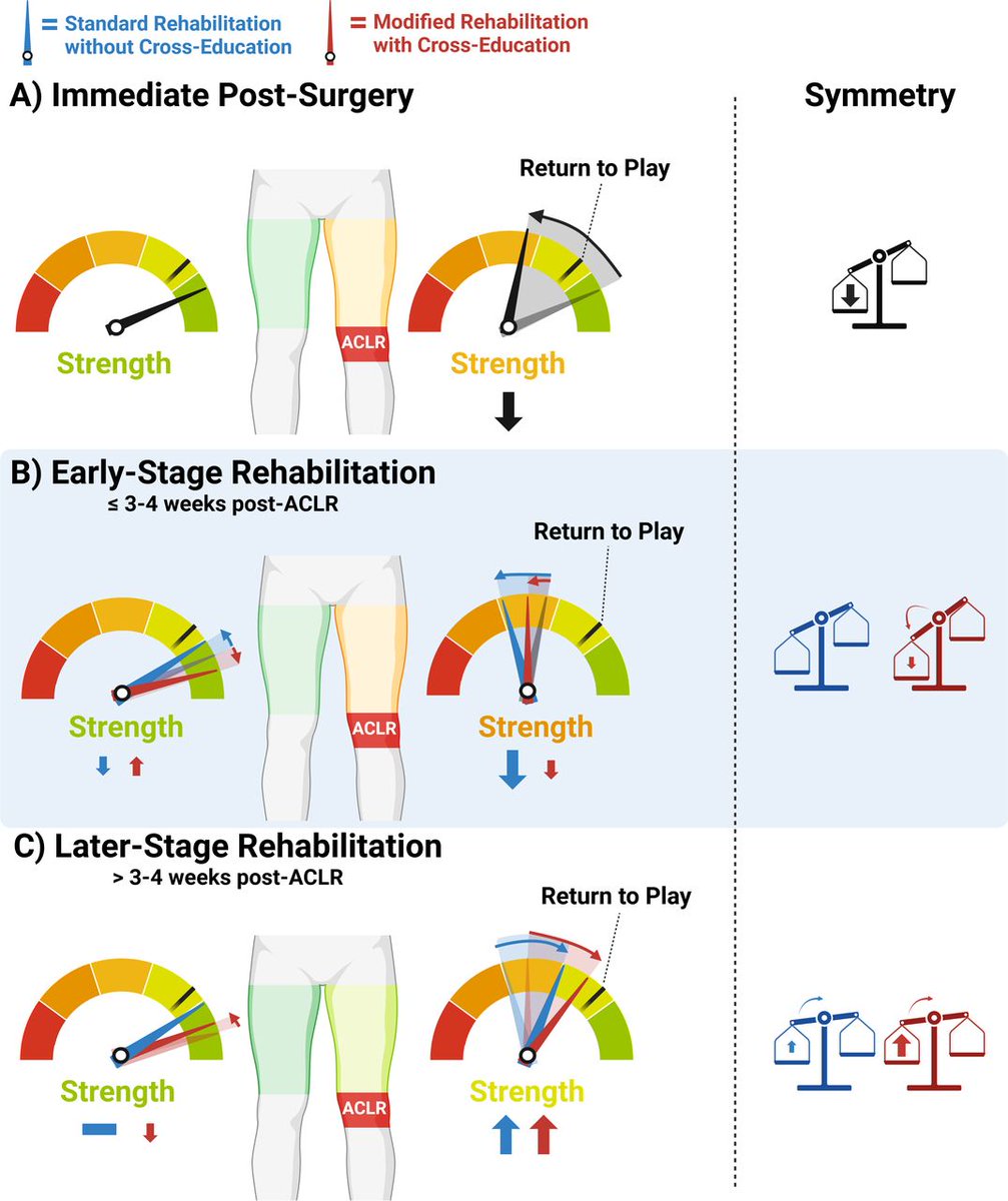 #NEW Editorial:
Potential role of cross-education in early-stage rehabilitation after anterior cruciate ligament reconstruction 🦵⚡️

What is the physiological rationale for considering this intervention during early-stage ACLR rehabilitation? 🧐

READ ➡️ bit.ly/3PZsYPt