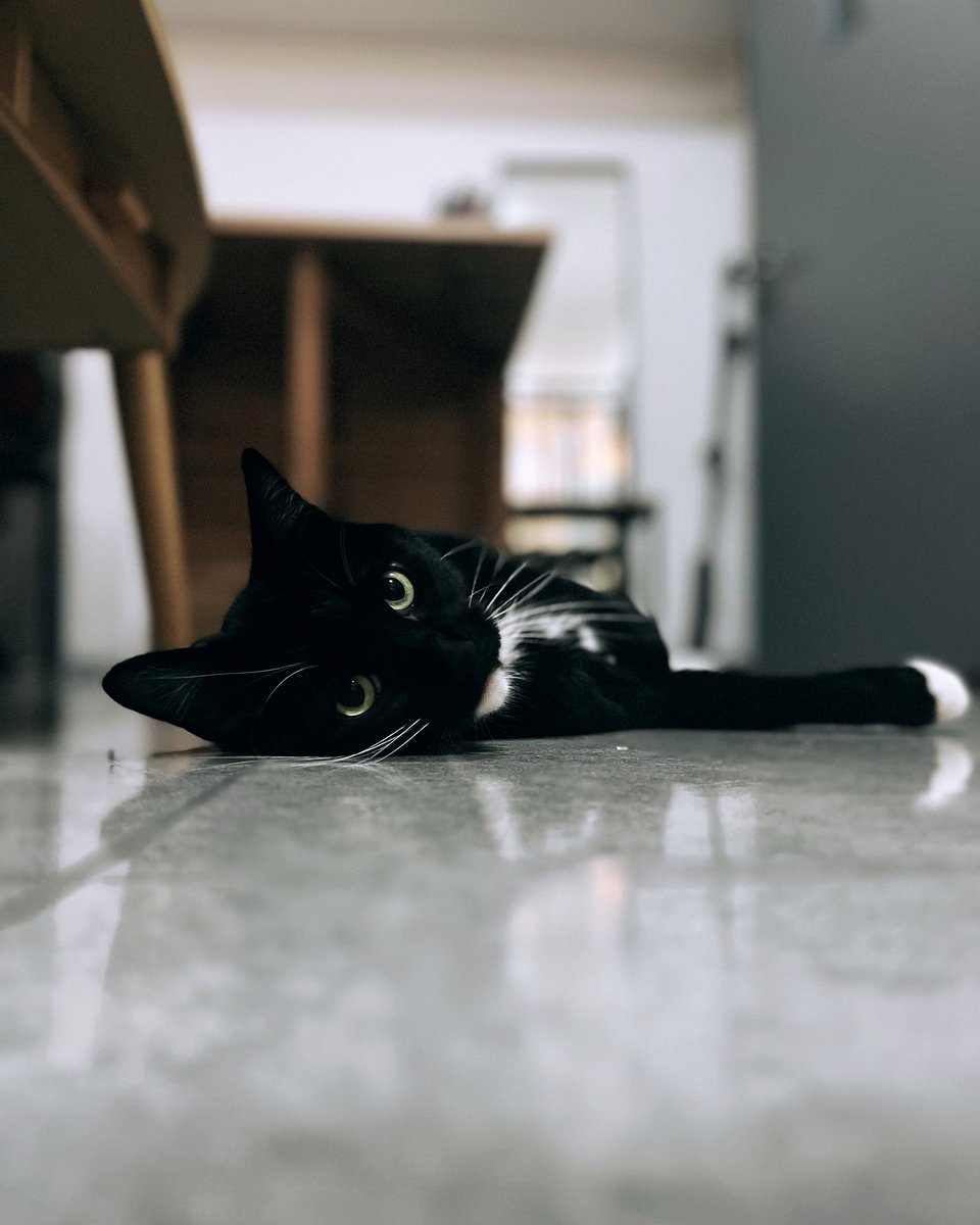 生き物を買わないで