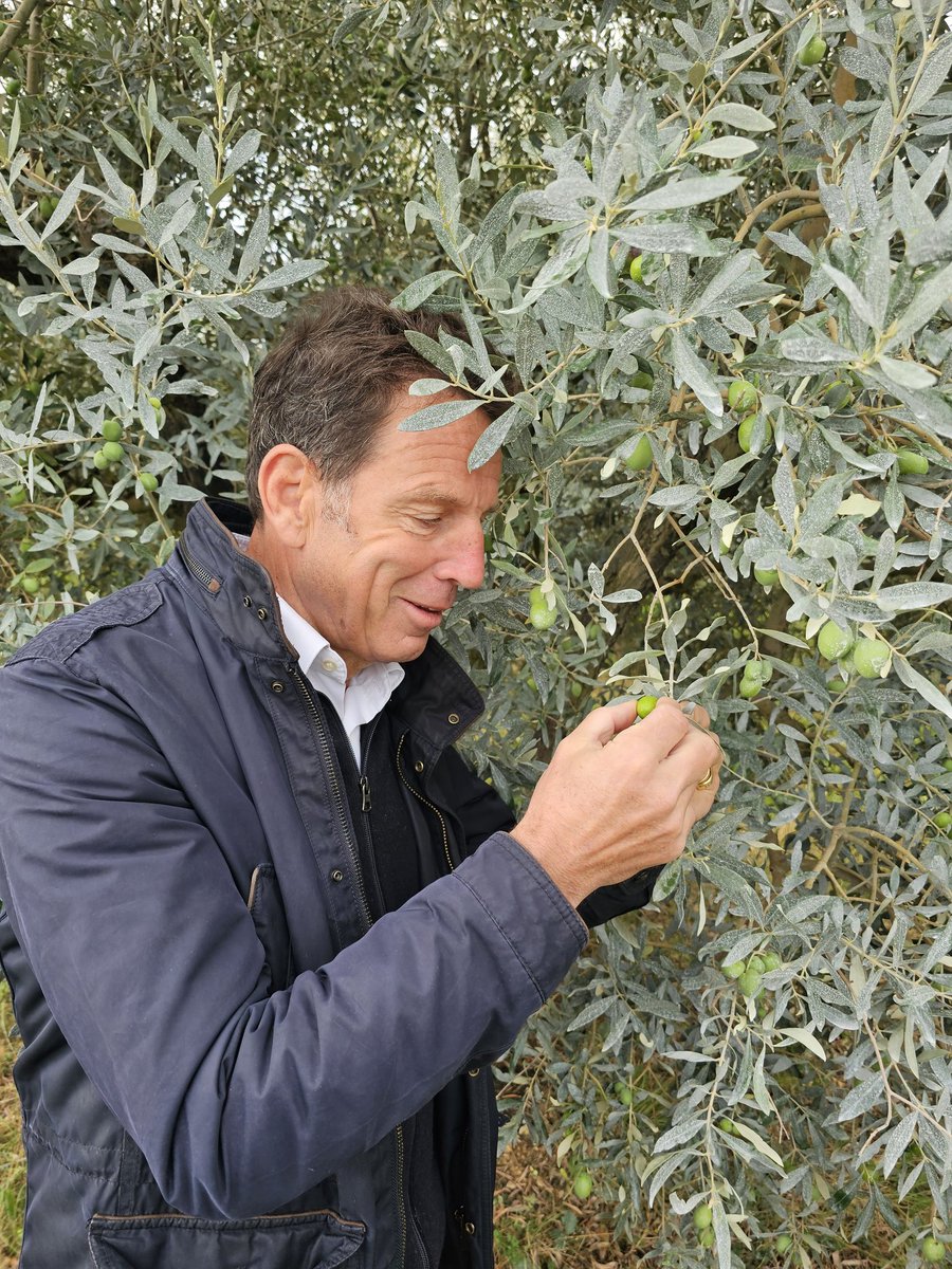 Ce matin au domaine Salvator, à Oraison à quelques jours de la récolte des olives, examen attentif des fruits pour @oliviersandco. Dans @AlpesHtProvence la récolte sera de qualité @J_LucMonteil @agauquelin