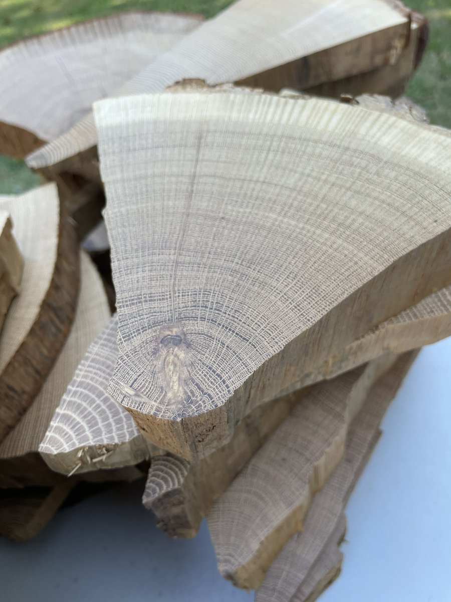 MRochner86's tweet photo. Very excited to continue the legacy of #MOTHERofDendro Florence Hawley-Ellis and work up these beautiful #oak #TreeRing samples from western Kentucky. Filling in a big data gap in our network to understand regional #climate and #humanenvironment interactions. #Dendrochronology https://t.co/TemR8p7tNw
