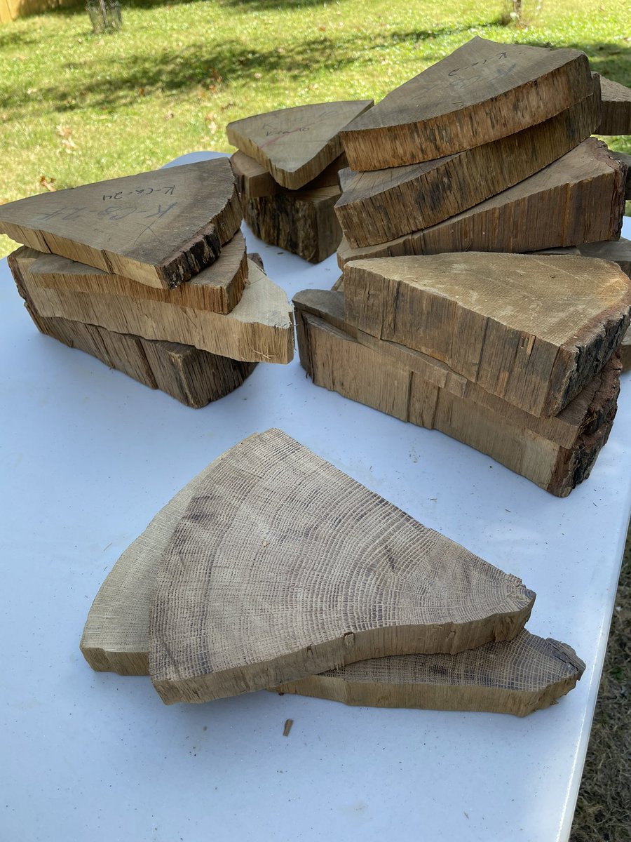 MRochner86's tweet photo. Very excited to continue the legacy of #MOTHERofDendro Florence Hawley-Ellis and work up these beautiful #oak #TreeRing samples from western Kentucky. Filling in a big data gap in our network to understand regional #climate and #humanenvironment interactions. #Dendrochronology https://t.co/TemR8p7tNw