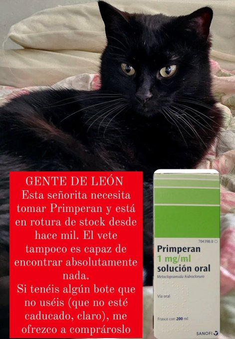 elinformerule_'s tweet photo. Necesito primperan para la gastritis de Nay y está en rotura de stock, imposible conseguirlo ni el vete. Si eres de LEÓN y tienes un bote que no uses (y que no esté caducado) me ofrezco a comprártelo 🥺 https://t.co/4ZZHmnXJbz