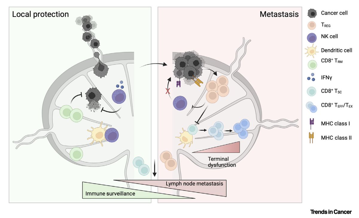Out today in <a href="/trendscancer/">Trends in Cancer</a>! Writing with <a href="/InesDelclaux/">Inés Delclaux</a> <a href="/theLundLab/">Amanda Lund Lab</a> <a href="/DJonesLab/">Dennis Jones</a> on our favorite topics: the tumor-draining lymph node in immune surveillance, why understanding the tdLN is important, and lymph node metastasis as an agent of chaos
authors.elsevier.com/sd/article/S24…
