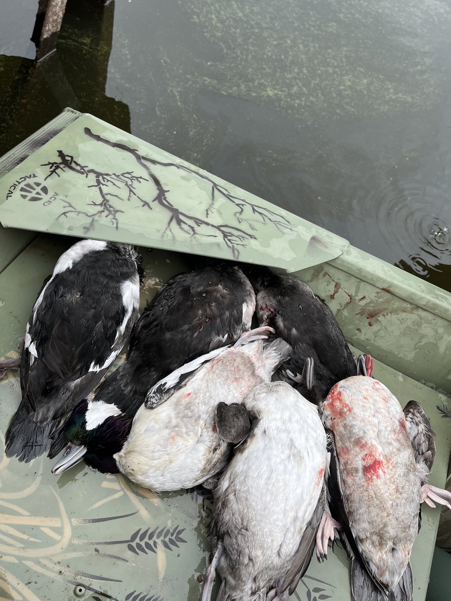 les_bragg's tweet photo. Rainy Lake special! Limit of Buffs! https://t.co/sXwMBDFYlV