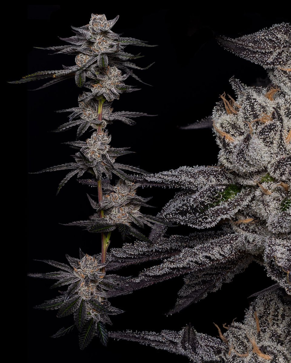 dcpremierfarms's tweet photo. Black Runtz 
#weed #cannabisculture #cannabiscommunity #StonerFam #Oklahoma https://t.co/oFkre0OFvj