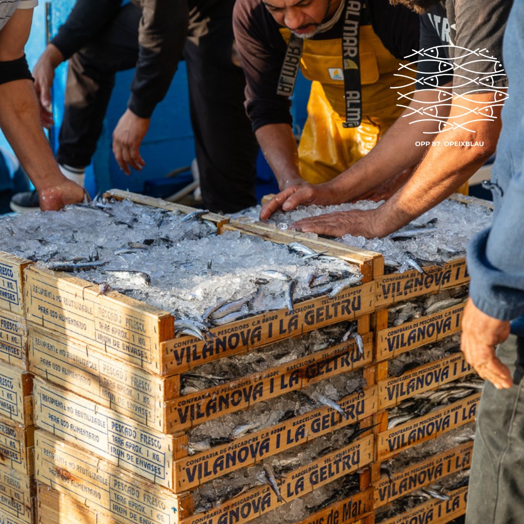 87_opp's tweet photo. 👉🏻Avui compartim aquesta bonica imatge dels nostres companys de Vilanova i la Geltrú .
👉🏻Treball, esforç i passió en el seu dia a dia.
#PeixBlauCatalunya #SaborDelMar #pesca #peixfresc #menjarsaludable #cuinasaludable #mediterrani #mar #pescado #pescador #catalunya #costabrava https://t.co/ypH3ElVDmh