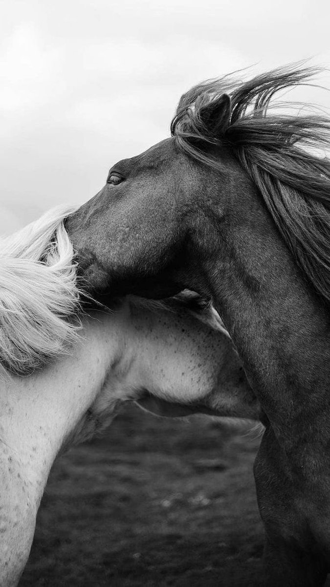 Horses🐎 (@thhorss) on Twitter photo 