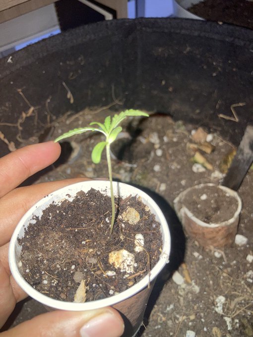 Growing la planta https://t.co/fiFUIJItsw<a href="/tag/nuevafotodeperfil"class="tags"><span>#nuevafotodeperfil</span></a>